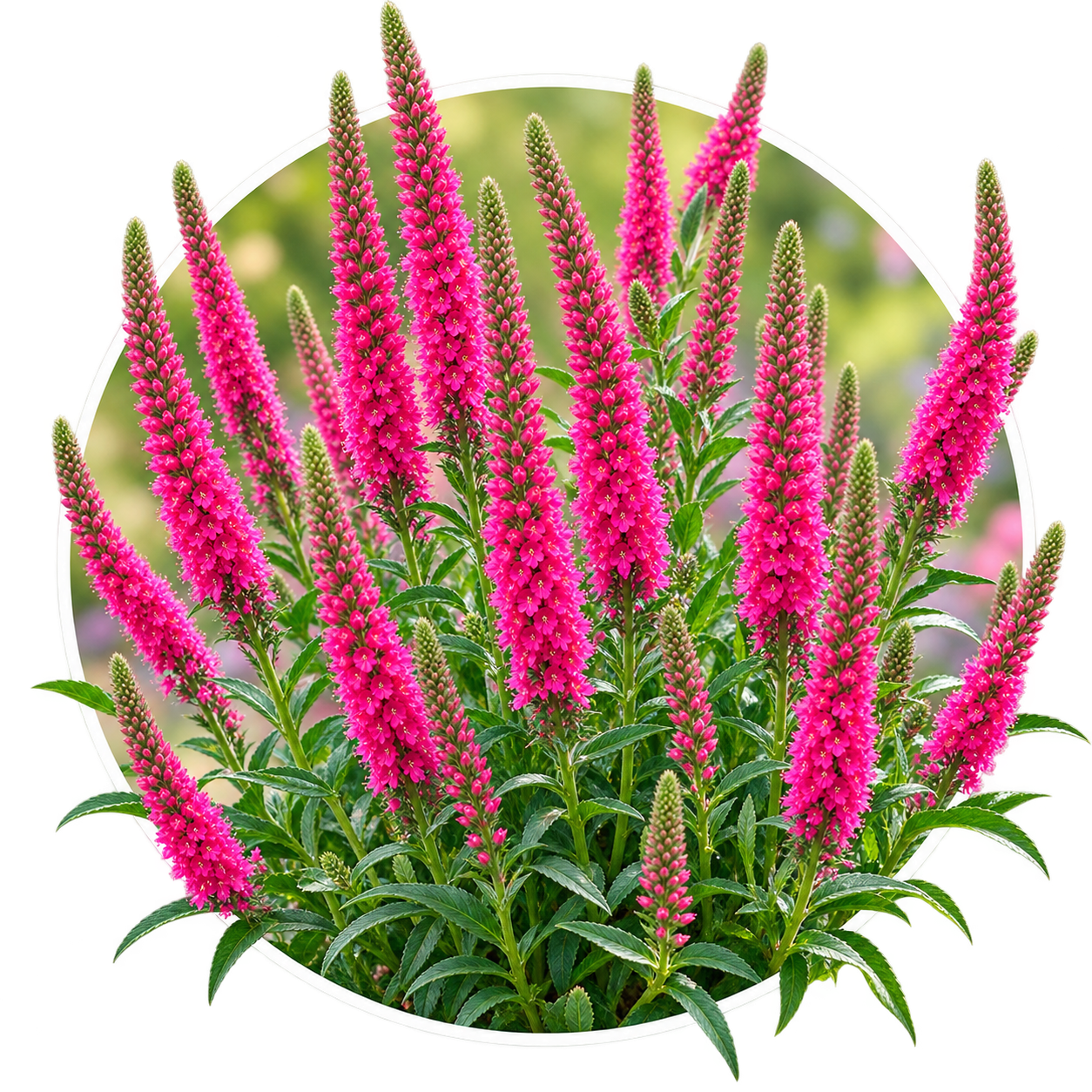 Вероника колосистая/Veronica spicata